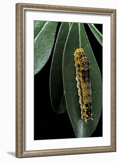 Papilio Epiphorbas (Tearful Swallowtail) - Caterpillar-Paul Starosta-Framed Photographic Print