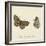 Papilio Euphrosyne Fabr-A^ Poiteau-Framed Giclee Print