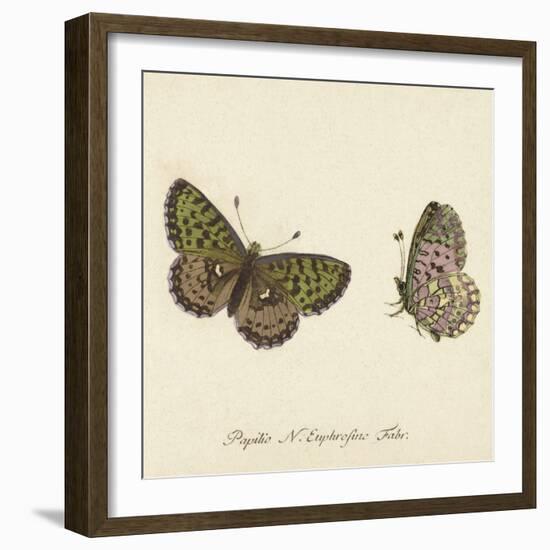 Papilio Euphrosyne Fabr-A^ Poiteau-Framed Giclee Print