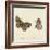 Papilio Euphrosyne Fabr-A^ Poiteau-Framed Giclee Print