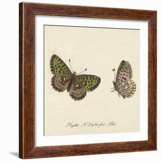 Papilio Euphrosyne Fabr-A^ Poiteau-Framed Giclee Print