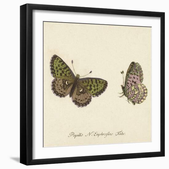 Papilio Euphrosyne Fabr-A^ Poiteau-Framed Giclee Print