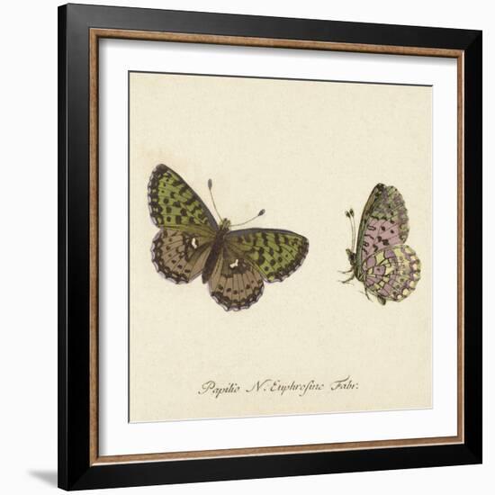 Papilio Euphrosyne Fabr-A^ Poiteau-Framed Giclee Print