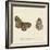 Papilio Euphrosyne Fabr-A^ Poiteau-Framed Giclee Print