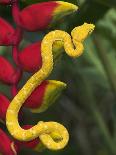 Eyelash Viper Snake on Heliconia Flower-Papilio-Framed Photographic Print