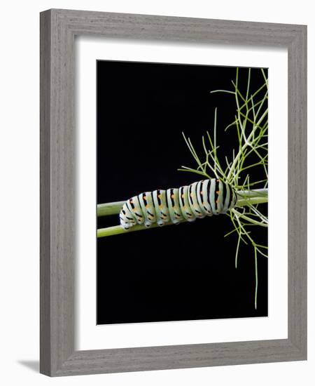 Papilio Machaon Larva, Butterfly of the Family Papilionidae, Italy, Europe-Nico Tondini-Framed Photographic Print