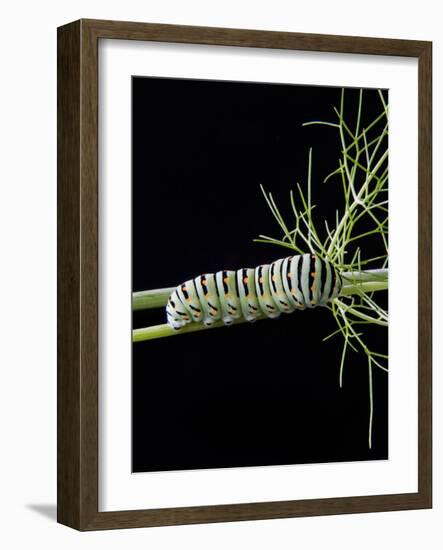 Papilio Machaon Larva, Butterfly of the Family Papilionidae, Italy, Europe-Nico Tondini-Framed Photographic Print