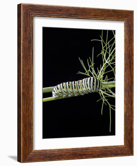 Papilio Machaon Larva, Butterfly of the Family Papilionidae, Italy, Europe-Nico Tondini-Framed Photographic Print