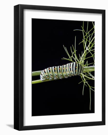 Papilio Machaon Larva, Butterfly of the Family Papilionidae, Italy, Europe-Nico Tondini-Framed Photographic Print