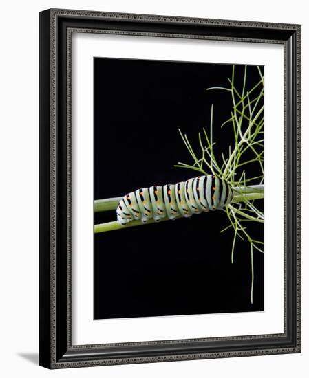 Papilio Machaon Larva, Butterfly of the Family Papilionidae, Italy, Europe-Nico Tondini-Framed Photographic Print