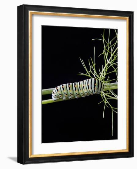 Papilio Machaon Larva, Butterfly of the Family Papilionidae, Italy, Europe-Nico Tondini-Framed Photographic Print