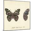 Papilio Nymph Cardui Fabr-A^ Poiteau-Mounted Giclee Print