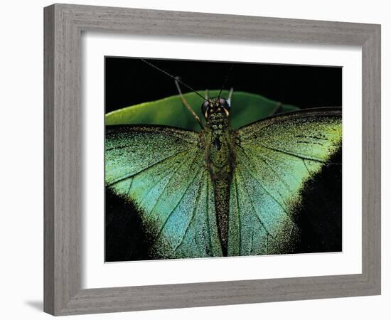 Papilio Peranthus (Peranthus Peacock) - Detail-Paul Starosta-Framed Photographic Print