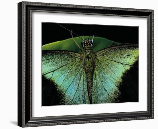 Papilio Peranthus (Peranthus Peacock) - Detail-Paul Starosta-Framed Photographic Print