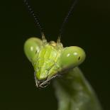 Praying Mantis on Orange Heliconia Flower-Papilio-Photographic Print