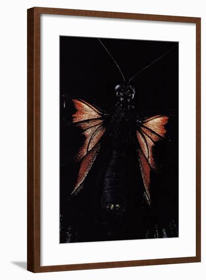 Papilio Rumanzovia (Scarlet Mormon) - Female Detail-Paul Starosta-Framed Photographic Print