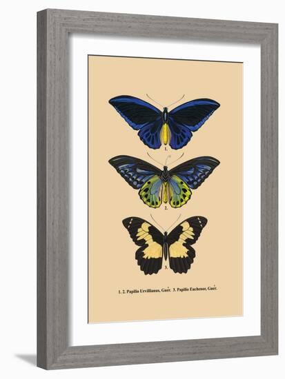 Papilio Urvillianus, Guer-null-Framed Art Print