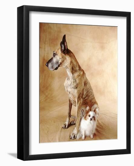 Papillon and Great Dane-Don Mason-Framed Photographic Print