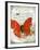 Papillon I-Ken Hurd-Framed Giclee Print