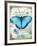 Papillon III-Ken Hurd-Framed Giclee Print