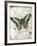 Papillon VI-Ken Hurd-Framed Giclee Print