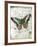 Papillon VI-Ken Hurd-Framed Giclee Print