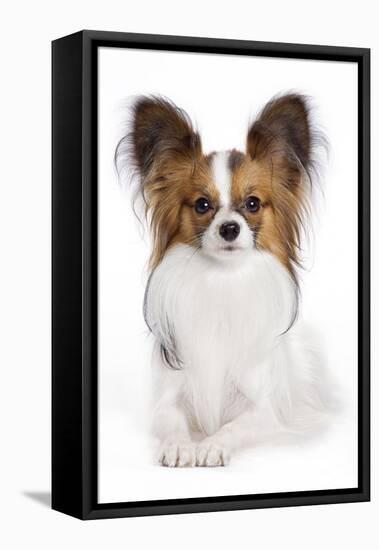 Papillon-null-Framed Premier Image Canvas