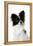 Papillon-null-Framed Premier Image Canvas