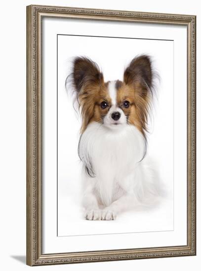 Papillon-null-Framed Photographic Print