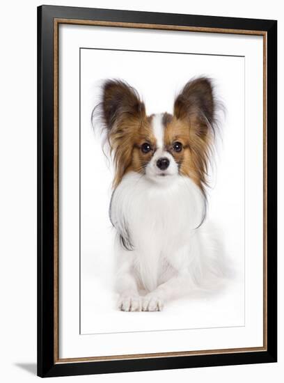 Papillon-null-Framed Photographic Print