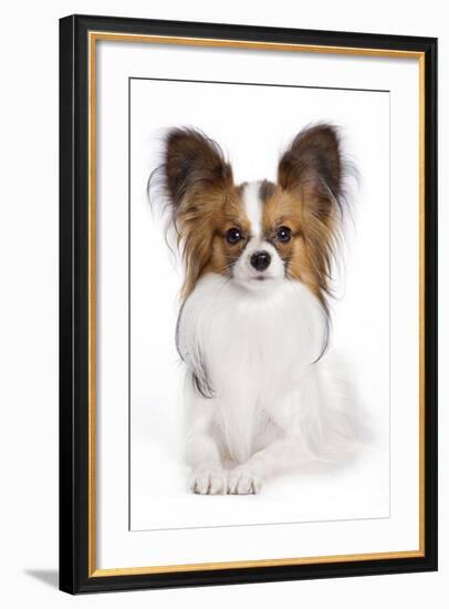 Papillon-null-Framed Photographic Print