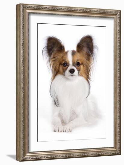 Papillon-null-Framed Photographic Print