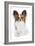 Papillon-null-Framed Photographic Print