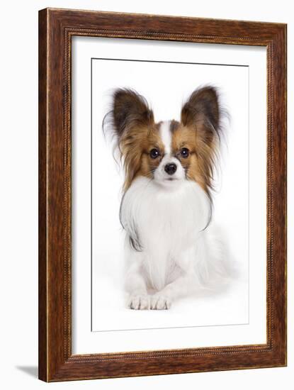 Papillon-null-Framed Photographic Print