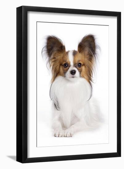 Papillon-null-Framed Photographic Print