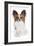 Papillon-null-Framed Photographic Print