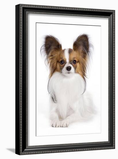 Papillon-null-Framed Photographic Print