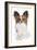 Papillon-null-Framed Photographic Print