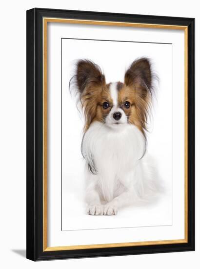 Papillon-null-Framed Photographic Print