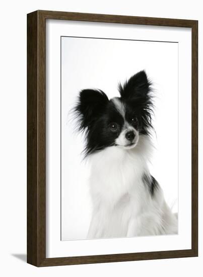 Papillon-null-Framed Photographic Print