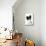Papillon-null-Mounted Photographic Print displayed on a wall