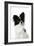 Papillon-null-Framed Photographic Print