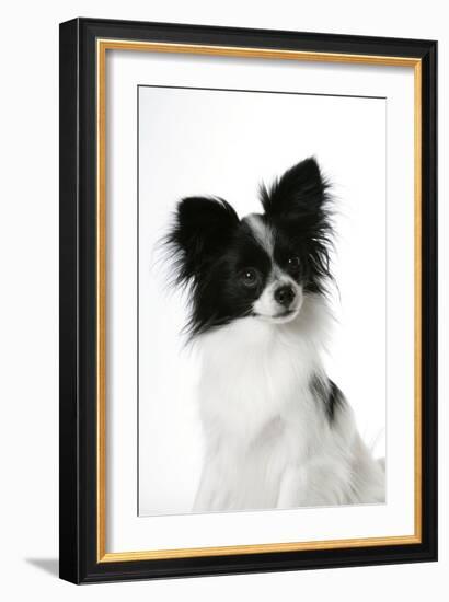 Papillon-null-Framed Photographic Print