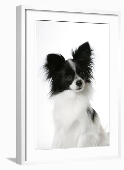 Papillon-null-Framed Photographic Print