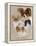 Papillon-Barbara Keith-Framed Premier Image Canvas