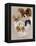 Papillon-Barbara Keith-Framed Premier Image Canvas