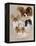 Papillon-Barbara Keith-Framed Premier Image Canvas