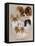 Papillon-Barbara Keith-Framed Premier Image Canvas