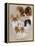 Papillon-Barbara Keith-Framed Premier Image Canvas