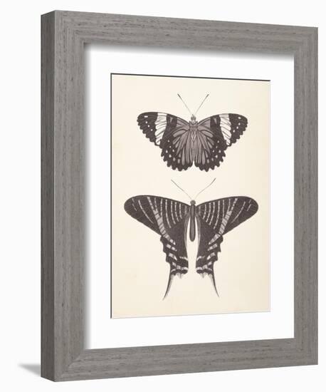 Papillons I Neutral-Wild Apple Portfolio-Framed Art Print